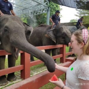elephant sanctuary kuala gandah