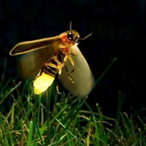 kuala selangor firefly day tour